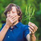 cannabis card chicago